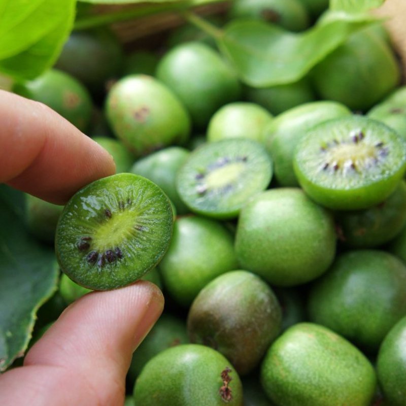 Kiwi rustique